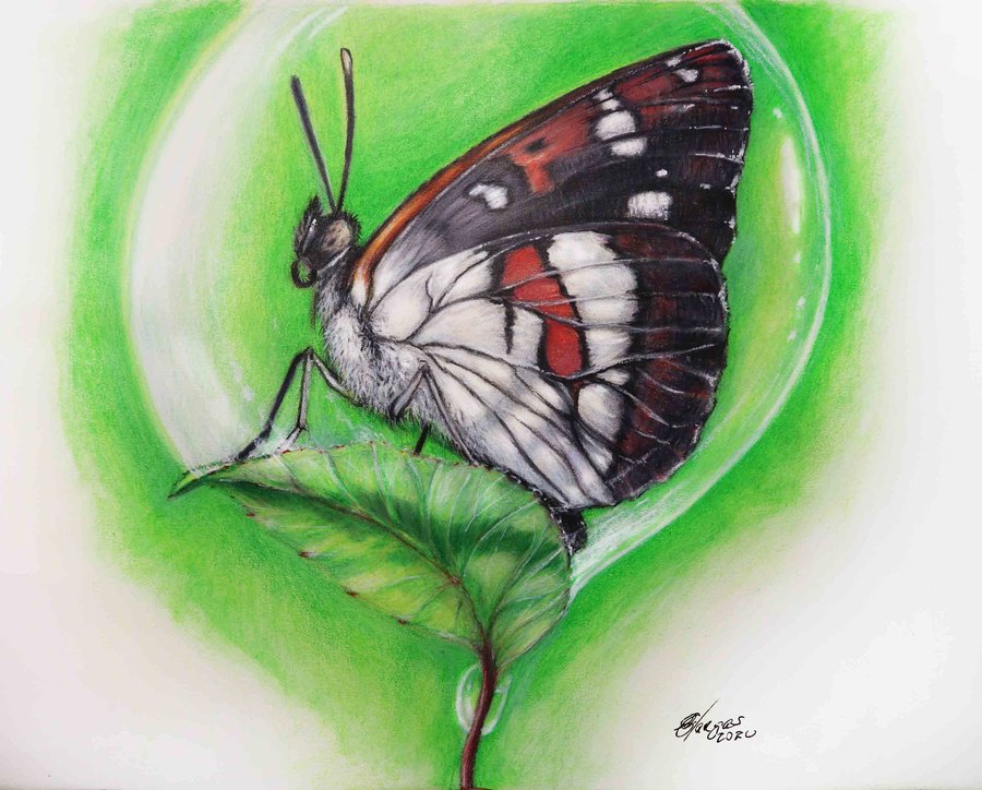 Dewdrop drawing by Ulises Vargas