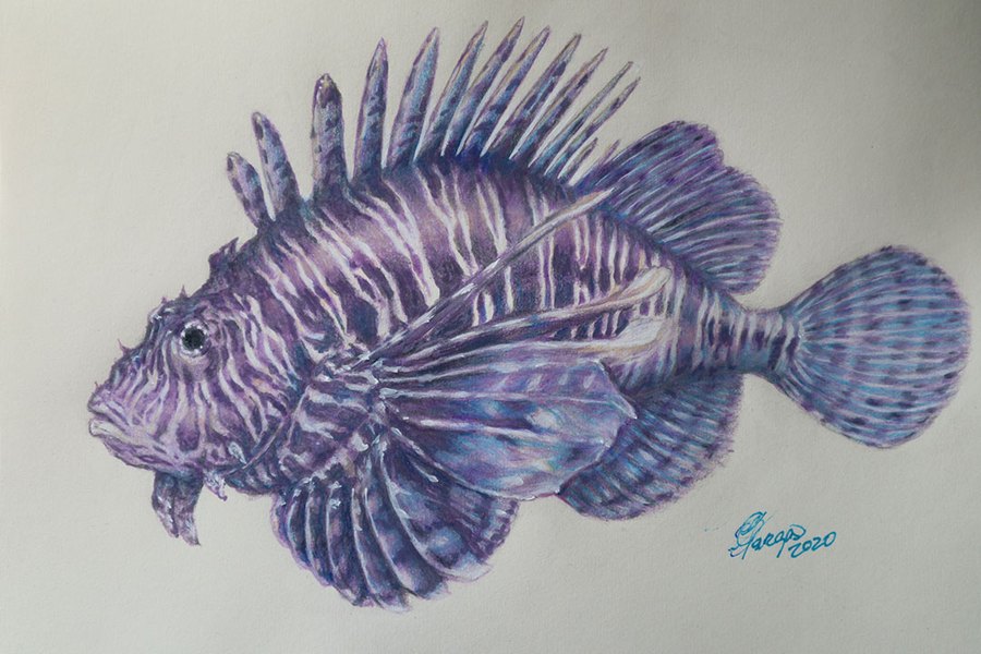 Lionfish drawing by Ulises Vargas