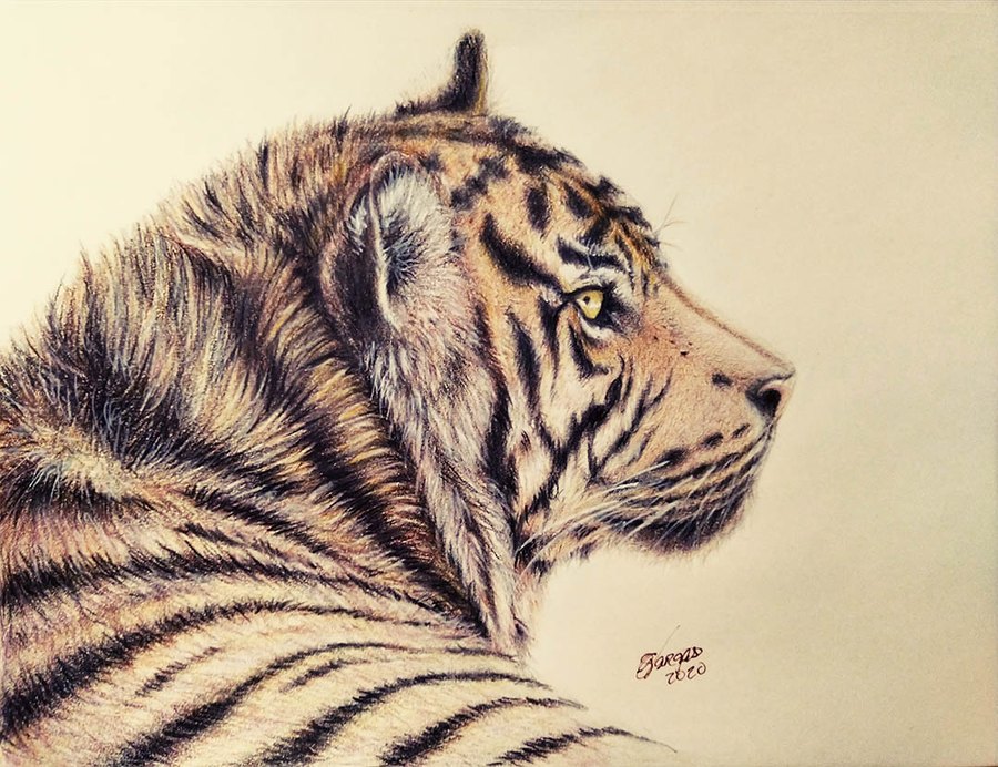 Tiger drawing by Ulises Vargas